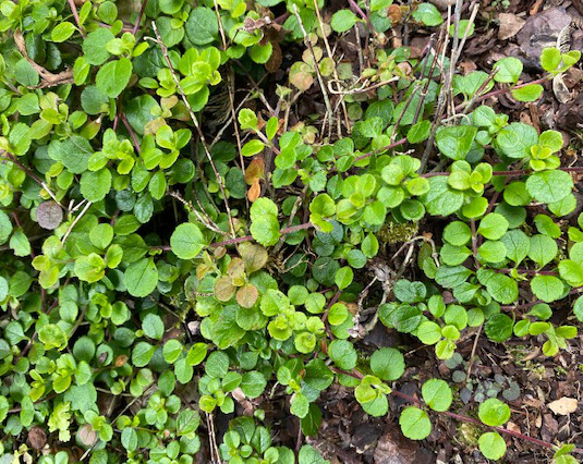 Linnaea borealis